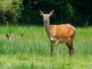 Roe - Sarna